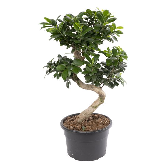 Ficus Microcarpa Bonsai