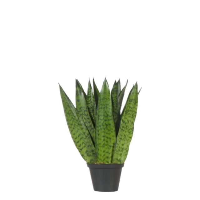 Sansevieria Zeylanica Flad Grøn Ø11 H35