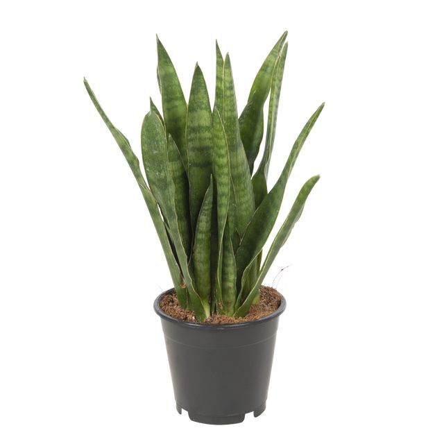 Sansevieria Javanica