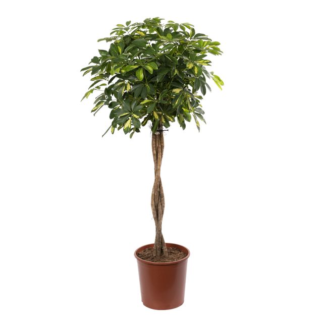 Schefflera Arboricola Gold Capella Fl.St.