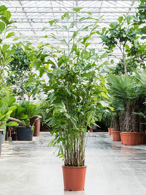 Caryota Mitis