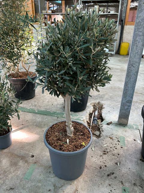 Olea Europaea Opst.