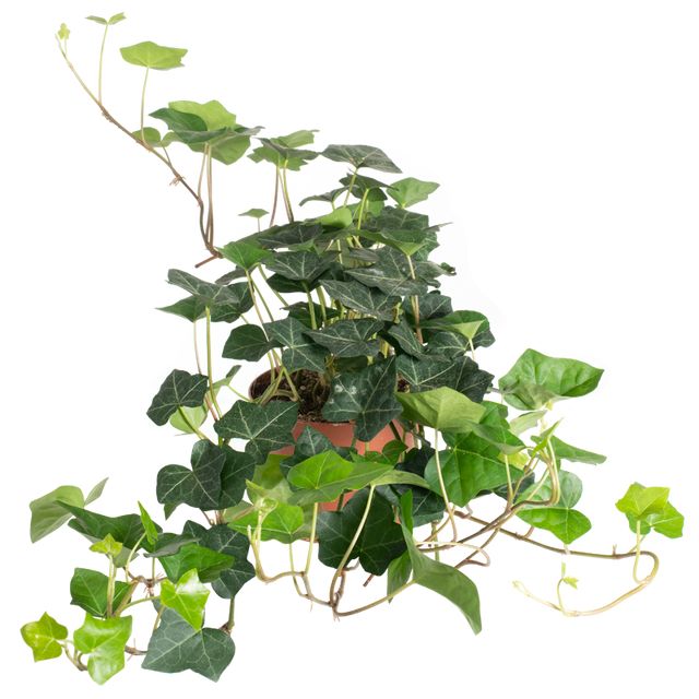 Hedera Helix Bunddække