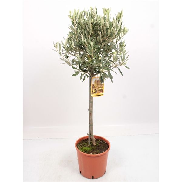 Olea Europaea Opst.