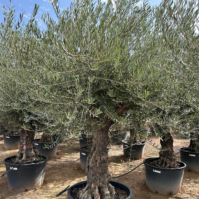 Olea Europaea Opst. forgrenet Ø80 H250