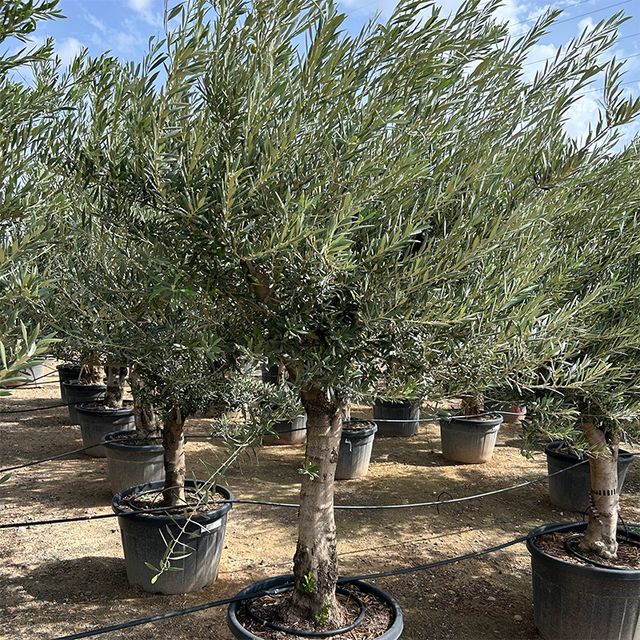 Olea Europaea Opst. Forgrenet