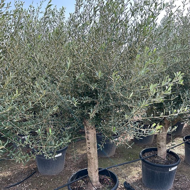 Olea Europaea Opst. Tyk st. Ø48 H180 