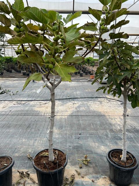 Ficus Carica opst. Ø45 H200