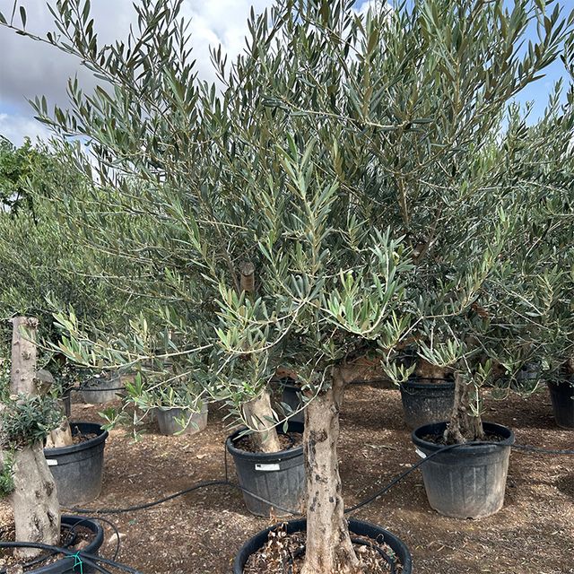 Olea Europaea Opst. Forgrenet