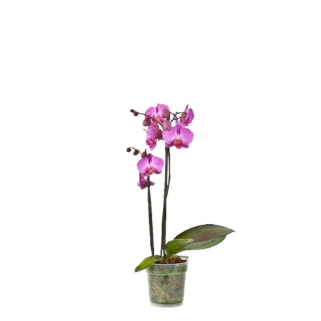 Phalaenopsis 2-Grenet Lilla