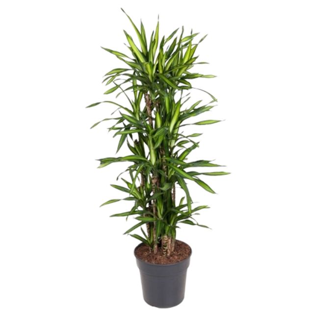Dracaena Rikii Forgrenet