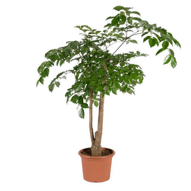 Heteropanex Chinensis Ø60 H275 