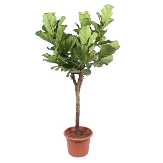 Ficus Lyrata Opst. Tyk st. Ø60 H300