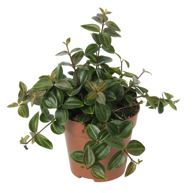 Peperomia Angulata mørk `Rocca Scuro` Ø12 H15