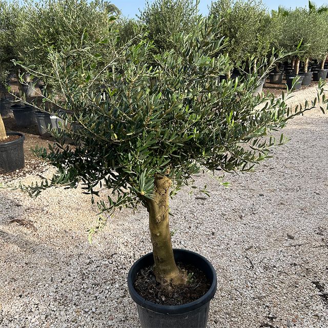 Olea Europaea Opst.