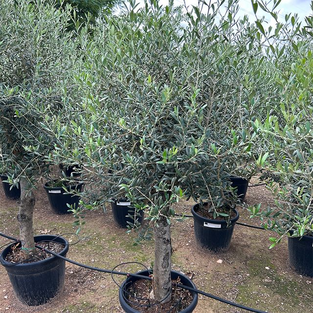 Olea Europaea Opst. tyk stamme