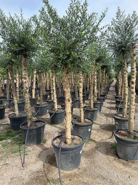Olea Europaea Opst. Høj st. Ø55 H280