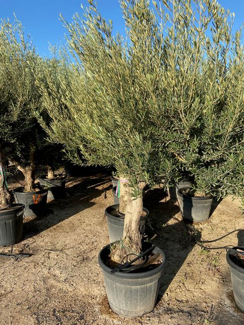 Olea Europaea Opst. Tyk stam