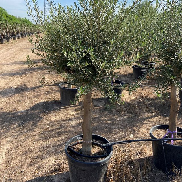 Olea Europaea Opst. tyk stamme