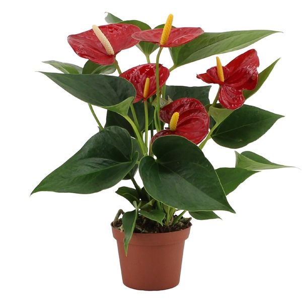 Anthurium Andreanum Rød