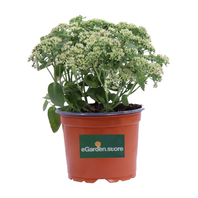 Sedum Herbstfreude Ø17 H25