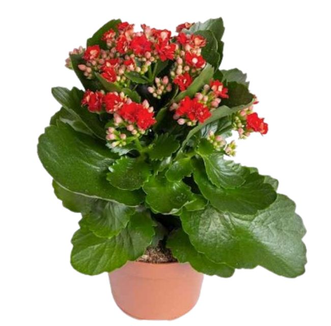 Kalanchoë Rød