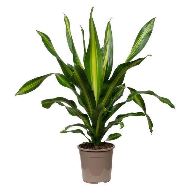 Dracaena Fragrans Burley Ø24 H100