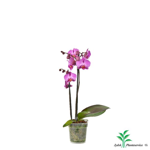 Phalaenopsis 2-Grenet Pink