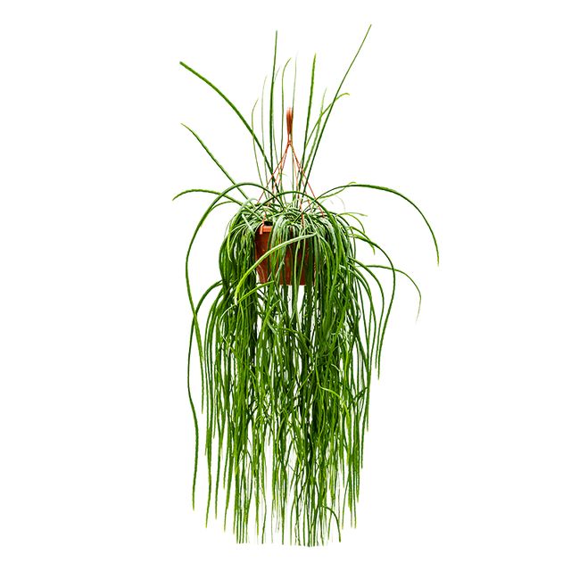 Lepismium Bolivianum