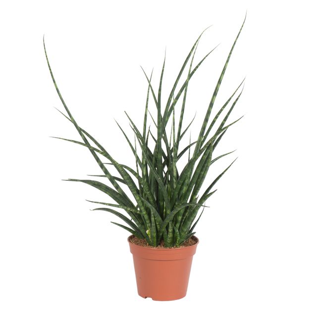 Sansevieria Fernwood Punk