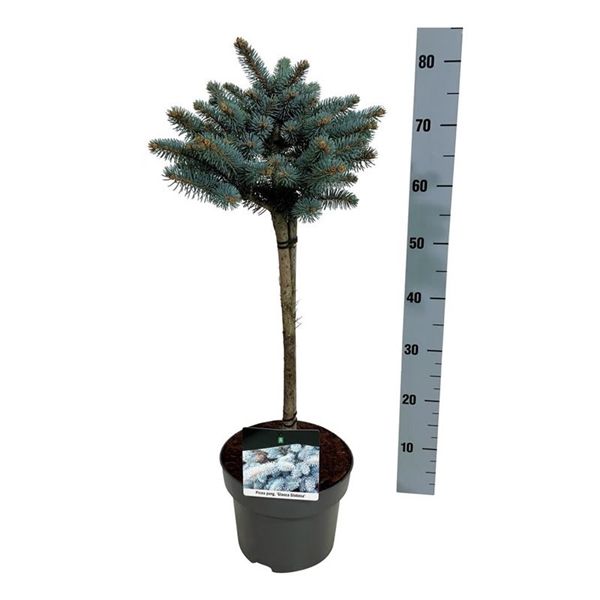 Picea 'Glauca Globosa' Opst.