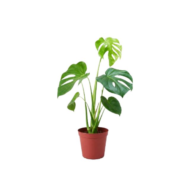 Monstera Deliciosa