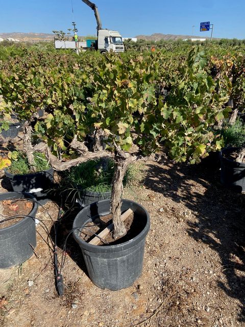 Vitis Moscatel Opst. Ø30 H120