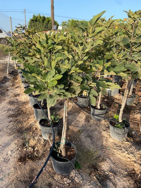 Ficus Carica opst. Ø25 H130