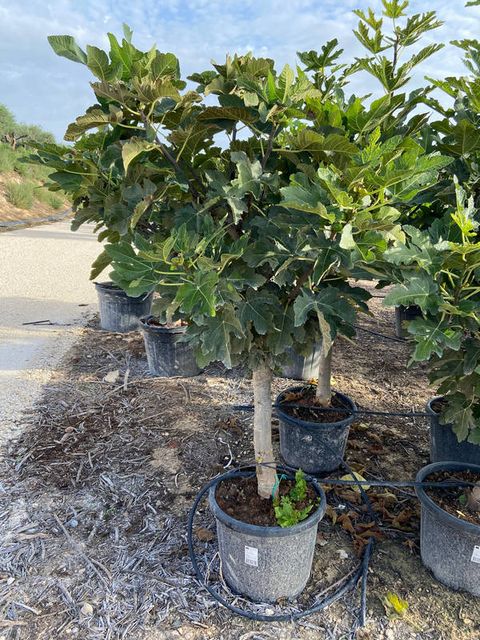 Ficus Carica opst./Forgr. Ø85 H220