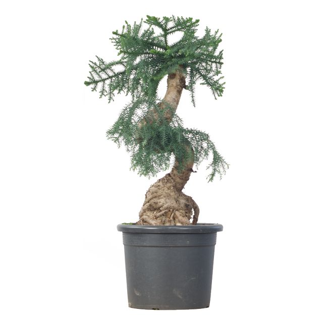 Araucaria Cunninghamii - Bonzai H70