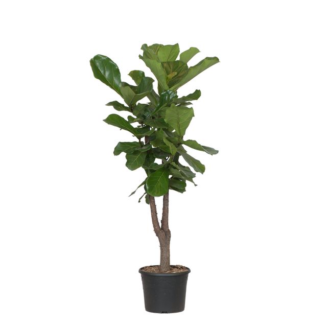 Ficus Lyrata Forgrenet