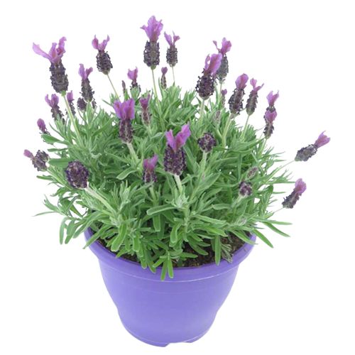 Lavandula Sommerfugl Ø12 H25