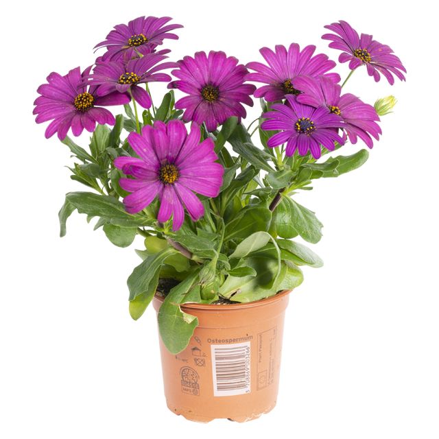 Osteospermum lilla Ø11