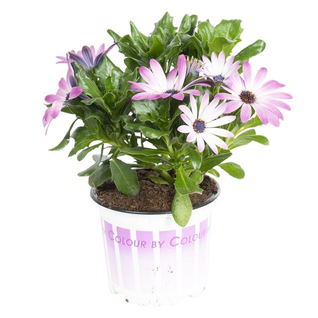 Osteospermum Lyserød Ø11