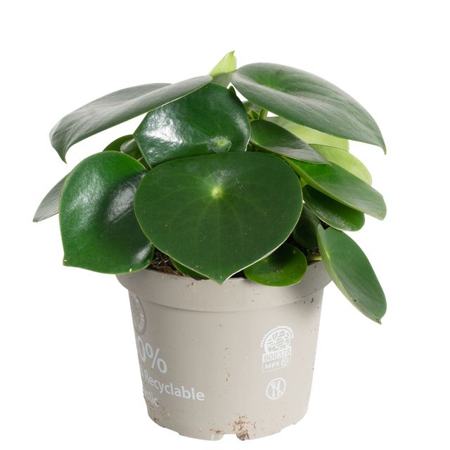 Peperomia Polybotrya Raindrop Ø21 H45