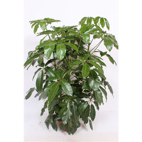 Schefflera Amate