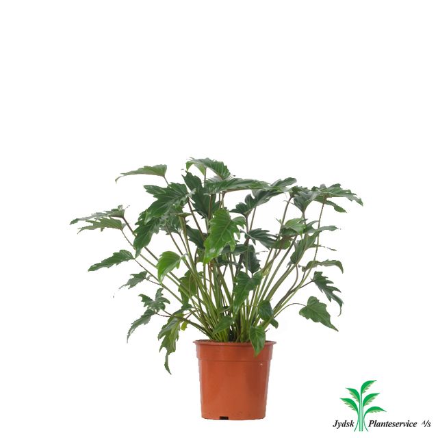 Philodendron Xanadu