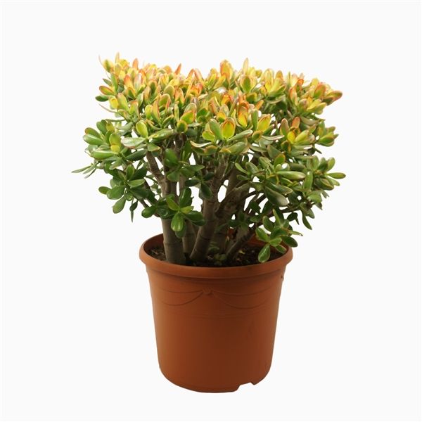 Crassula Ovata Sunset Ø35 H80