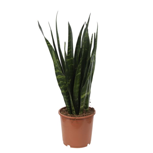 Sansevieria Black Coral