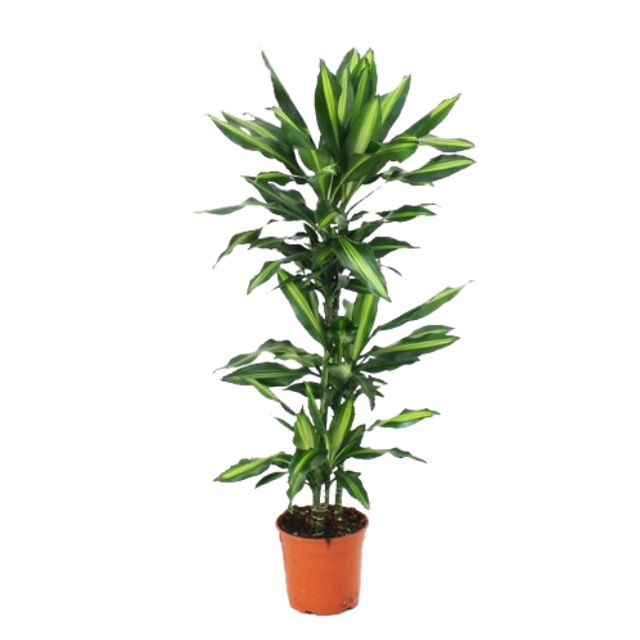 Dracaena Fragrans Art 3 pp. Ø24 H150
