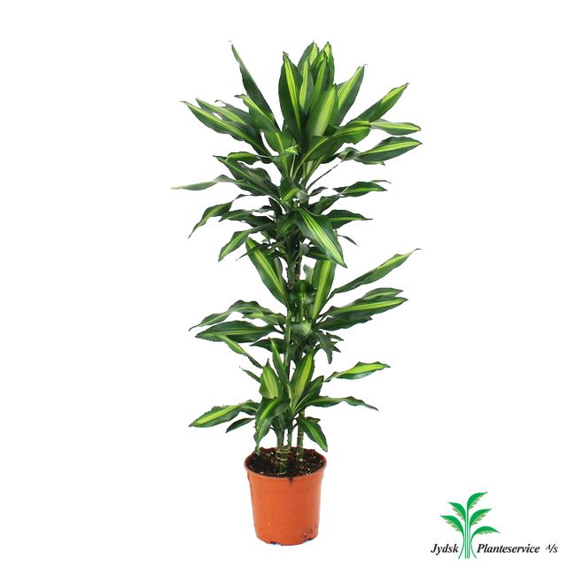 Dracaena Fragrans Art 3 pp. Ø24 H150