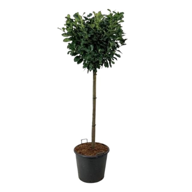 Prunus Etna Opst.