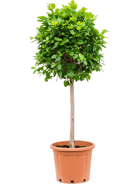 Ficus Moclame Opst.