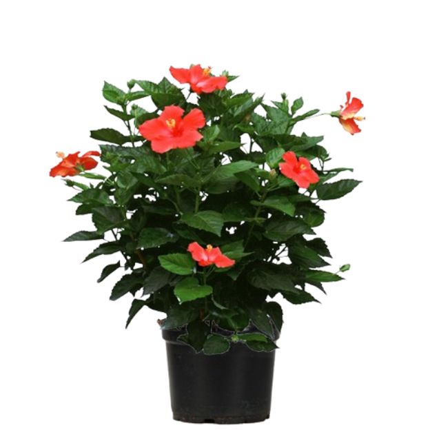 Hibiscus Rosa-Sinensis Busk P30 H80